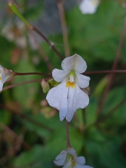 Impatiens brachycentra