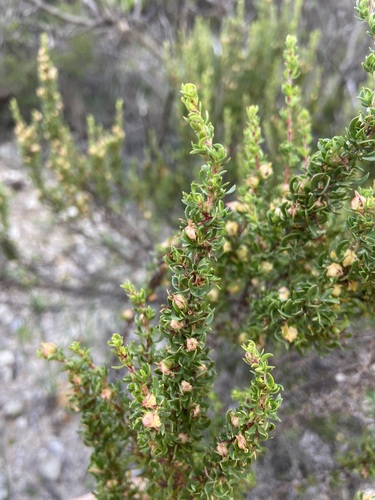 Image of Cliffortia anthospermoides by (c) Janine Steytler, some rights reserved (CC BY-SA)