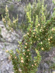 Cliffortia anthospermoides