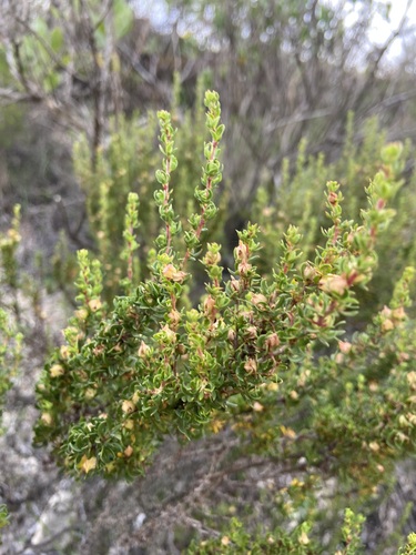 Gansbaai Caperose (Cliffortia anthospermoides)