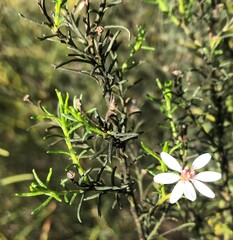 Olearia passerinoides