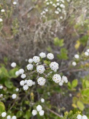 Phylica selaginoides