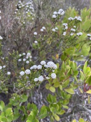 Phylica selaginoides