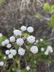 Phylica selaginoides
