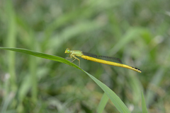 Ceriagrion melanurum