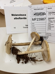 Melanoleuca alboflavida