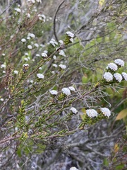 Phylica selaginoides