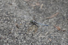 Orthetrum albistylum