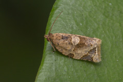 Neocalyptis affinisana