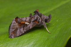 Plusiopalpa adrasta