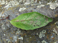 Verbascum phoeniceum