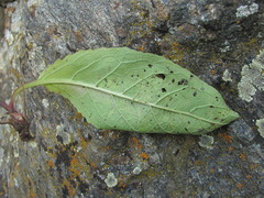 Verbascum phoeniceum