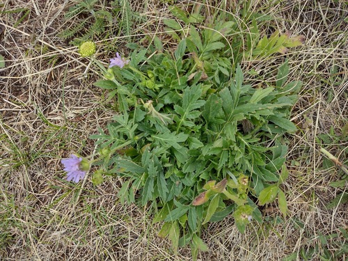 chrastavec (Knautia)