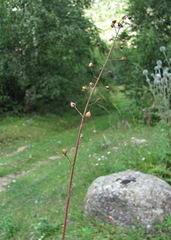Verbascum phoeniceum