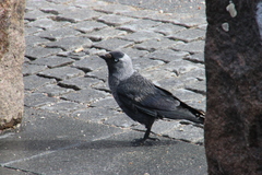 Corvus monedula