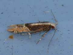 Labdia bicolorella