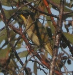 Lichenostomus cratitius