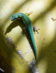 Phelsuma cepediana