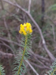 Phyllota grandiflora