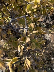 Vangueria parvifolia
