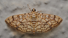 Haritalodes