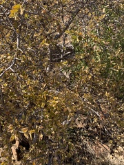 Vangueria parvifolia
