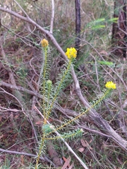 Phyllota grandiflora
