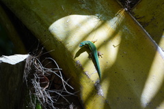 Phelsuma cepediana