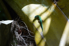 Phelsuma cepediana