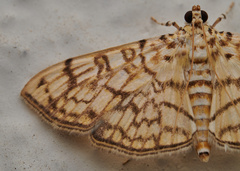 Haritalodes