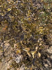 Vangueria parvifolia