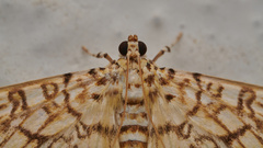 Haritalodes
