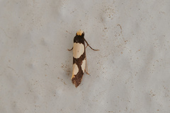 Monopis trimaculella