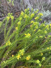 Euryops virgineus