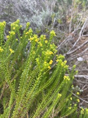 Euryops virgineus