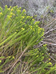Euryops virgineus