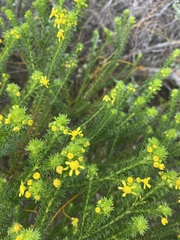 Euryops virgineus