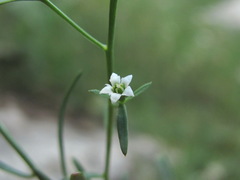 Thesium procumbens