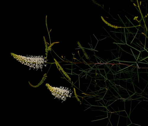 Grevillea leucoclada, photograph 2