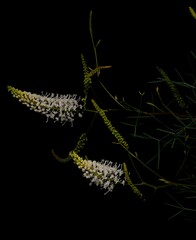 Grevillea leucoclada, photograph (c) Peter Crowcroft, some rights reserved (CC BY)
