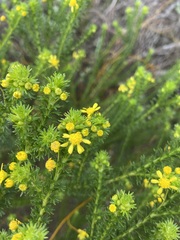 Euryops virgineus