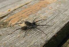 Acantholycosa lignaria