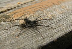 Acantholycosa lignaria