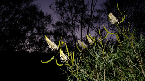 Grevillea leucoclada, photograph 4