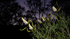 Grevillea leucoclada, photograph (c) Peter Crowcroft, some rights reserved (CC BY)