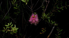 Melaleuca radula