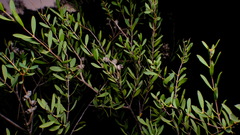 Melaleuca radula