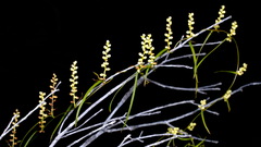 Dioscorea hastifolia