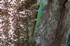 Phelsuma guttata