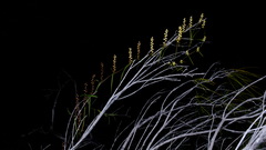 Dioscorea hastifolia